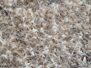 Dry grass flowers fall to the ground in the wind.