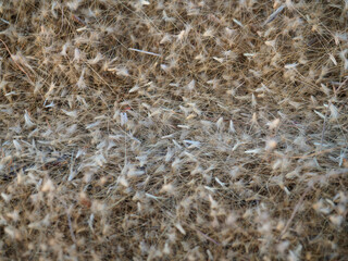 Dry grass flowers fall to the ground in the wind.