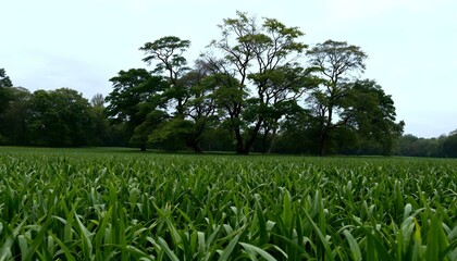 Obraz premium Un campo verde con árboles al fondo