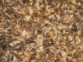 Dry grass flowers fall to the ground in the wind.