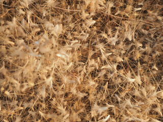 Dry grass flowers fall to the ground in the wind.