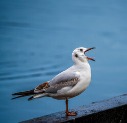 Resounding Cry at the Waterside: A Black-Headed Gull’s Vibrant Vocal Display Along the Quiet Shoreline in a Minimalist Scene Framed in Crisp Light