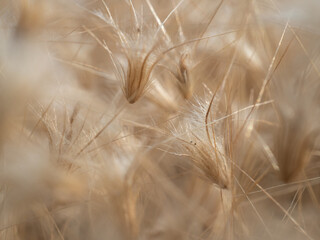 Grass flowers fall on the ground in summer, soft and blurr