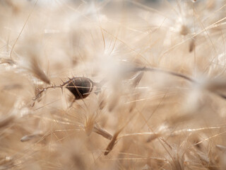 Grass flowers fall on the ground in summer, soft and blurr