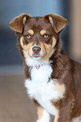Brown mutt mix breed puppy dog sitting in the room