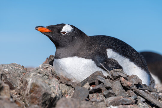 Gentoo penguins in Antarctica. Wild nature
