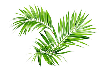Lush green palm leaves isolated on a white background, detailed botanical illustration. Concept of tropical nature, summer, and exotic plant decor. Ai generative