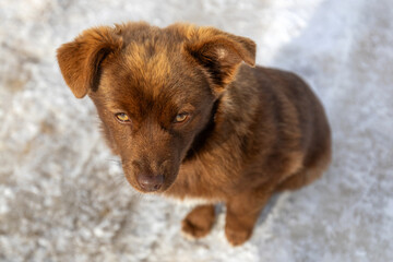 Brown mutt puppy dog sitting outdoor. Mix Breed