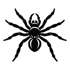 vector illustration of a tarantula