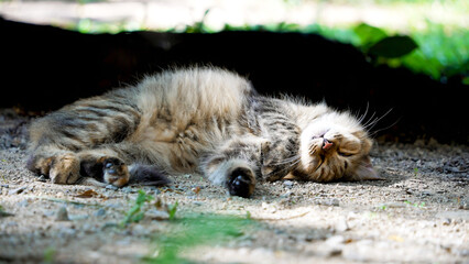 A domestic cat lies comfortably on the ground, sleeping peacefully in a garden. Sunlight filters through leaves, casting gentle shadows around the furry creature.