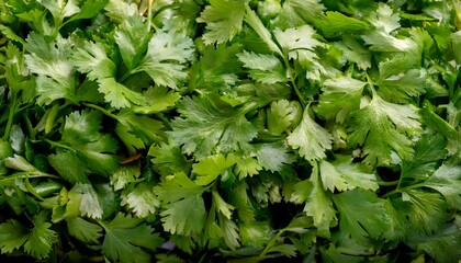 Close-up of fresh cilantro leaves, showcasing their delicate texture and vibrant green color. Ideal for healthy food, salads, or vegetable concepts. Texture, background.