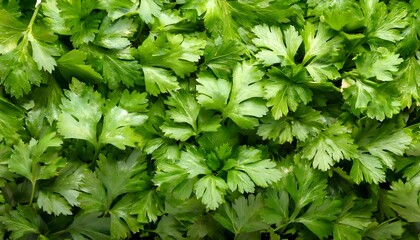 Close-up of fresh cilantro leaves, showcasing their delicate texture and vibrant green color. Ideal for healthy food, salads, or vegetable concepts. Texture, background.