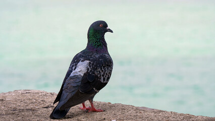 A vibrant pigeon stands on a stone ledge, showcasing its iridescent feathers. The clear, blue water serves as a serene backdrop, emphasizing the bird's striking colors.