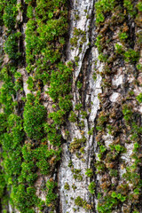 Green Moss Growing on Tree Bark