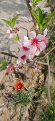 Almond Blossoms and Red Gazania: Spring Garden Scene