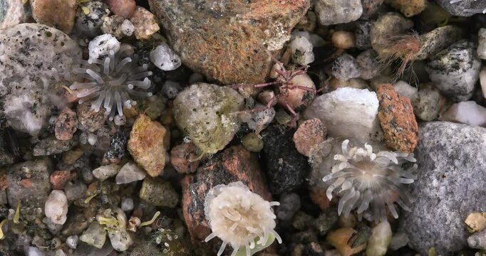 Sea spider Phoxichilidium femoratum close up, order Pantopoda. Feeds on hydroid polyps. White sea