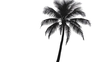 Silhouette of a palm tree against white background. Possible use Stock photo for travel, tropical, vacation, or nature theme designs