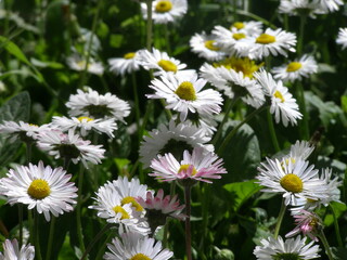 Fototapeta premium flower