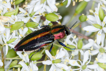 Australian Jewel Beetle (Selagis aurifera)