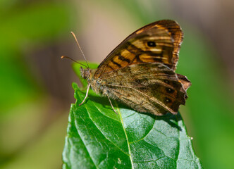 Lively butterfly perched on a vibrant green leaf in a sunlit garden during a warm summer afternoon