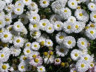 Fototapeta premium flower