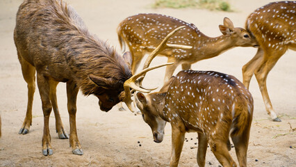 Several deer and a wild boar are engaging in a curious interaction in their natural surroundings. The animals appear to be exploring their environment, showcasing natural behaviors.