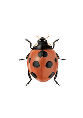 Coccinella septempunctata