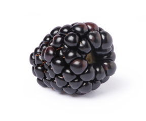 blackberry isolated on white background