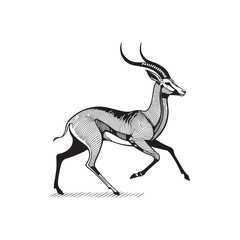 deer on white background