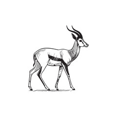 vector illustration of an antelope