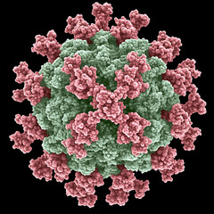 Molecular Model Structure Visualizing Viral Capsid with Glycoprotein Spike Surface Projections