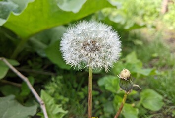 Dandelion in summer. On the edges of roads, in private yards, in fields, dandelion plants form a beautiful ball basket with a ripe solution, which at the first breath of wind blows around.
