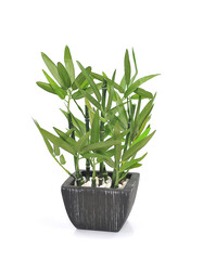 Artificial bamboo branches in a pot. Home decoration. Interior design object