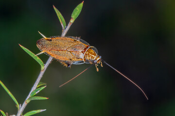 Australian cockroach on Plant Stem – Native Insect Macro Photography