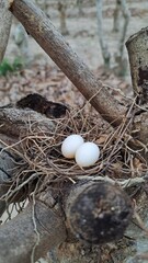 Nurturing New Beginnings, Two Eggs, One Nest
