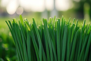 Fresh green grass blades, sunny park background, nature close-up, food ingredient