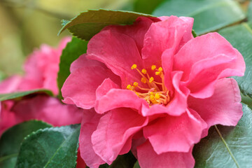 Close-up photo of a red camellia flower in bloom