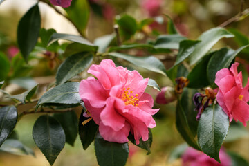 Close-up photo of a red camellia flower in bloom