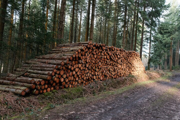 Rondin de bois dans une foret de Sarthe