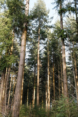 foret de pin sylvestre dans la Sarthe