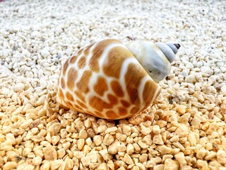 close up photo of sea shells on a stretch of sand by the sea in the morning