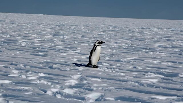 A lone penguin on a vast snowy landscape, captured from a low-angle, emphasizing isolation. The scene resembles a nature documentary video.