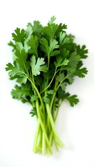 Fresh cilantro with lush green leaves stacked together on a plain background