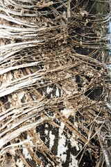 evocative image palm bark texture