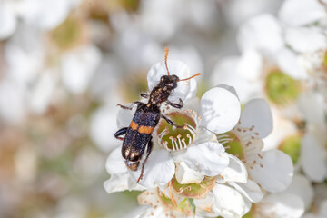 Australian Clerid Beetle with Orange Antennae on Native Flora – Macro Shot
