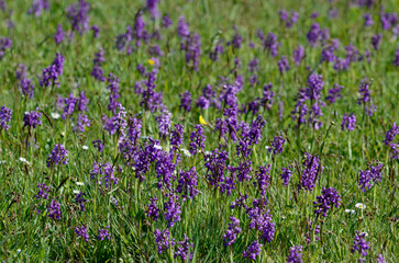 Obraz premium Kleines Knabenkraut (Anacamptis morio)