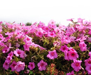 pink flowers in the garden