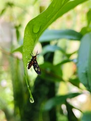 Wasp moth on wet leaf
