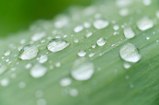 Water droplets on a tulip leaf in spring, Bavaria, Germany