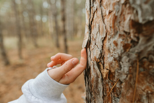 Girl touching bark of pine tree with finger at forest